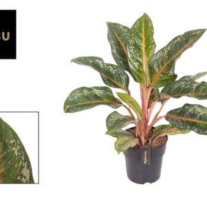 Aglaonema other Aglaonema Pumpkin Green
(1 Plants/Order)(19cmP 50cmH)