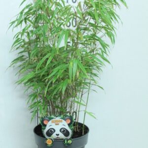 Fargesia rufa Fargesia rufa P23
(1 Plants/Order)(23cmP 75cmH)