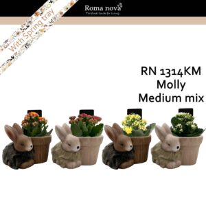 Kalanchoe 1314KM - Molly Medium mix (Kalanchoe mix)
(5 Plants/Order)(15cmP 17cmH)