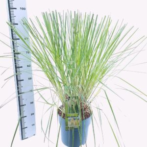Cortaderia selloana Pumila Cortaderia selloana 'Pumila'
(1 Plants/Order)(29cmP 95cmH)