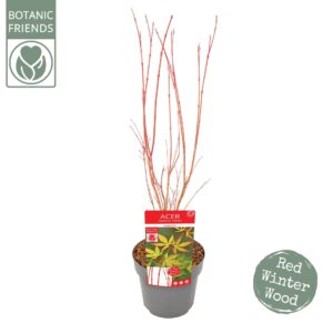 Acer palmatum Sangokaku Acer palm. 'Sangokaku'
(1 Plants/Order)(19cmP 85cmH)