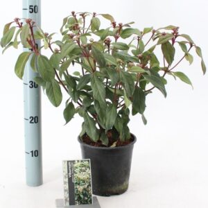 Viburnum globosum Jermyns Globe Viburnum x globosum 'Jermyn's Globe'
(1 Plants/Order)(17cmP 35cmH)