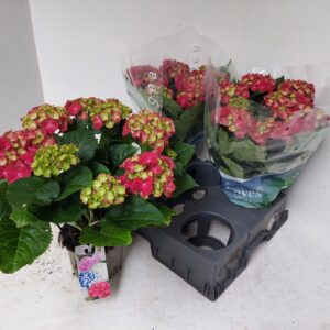 Hydrangea Hi Fire Hydrangea red
(6 Plants/Order)(15cmP 40cmH)