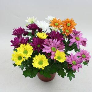 Chrysanthemum Rock & Roll
(8 Plants/Order)(14cmP 27cmH)
