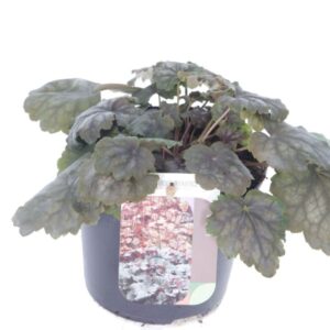 Heuchera americana Marvelous Marbl Heuchera amer. Marvelous Marble
(8 Plants/Order)(13cmP 20cmH)