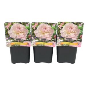 Paeonia Paeonia Lactiflora 'Alertie' C5
(1 Plants/Order)(21cmP 35cmH)