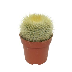 Parodia haselbergi Parodia 8,5 cm
(12 Plants/Order)(8.5cmP 12cmH)