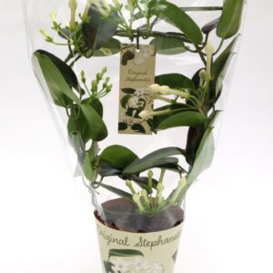 Stephanotis floribunda Stephanotis Original
(6 Plants/Order)(12cmP 45cmH)