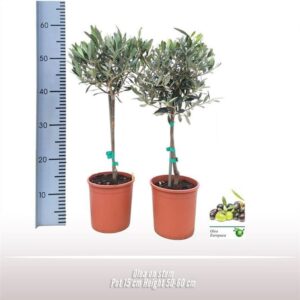 Olea europaea Olea op stam
(6 Plants/Order)(15cmP 55cmH)