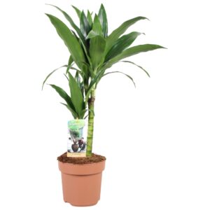 Dracaena Janet Craig Dracaena Janet Craig 30-15
(1 Plants/Order)(17cmP 60cmH)