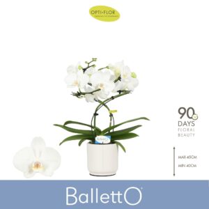 Phalaenopsis white more Ripsen Balletto Wing 2 spike in Lazio White
(4 Plants/Order)(12cmP 40cmH)