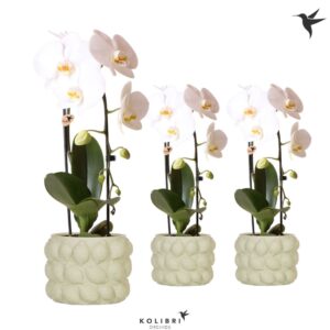 Phalaenopsis Elegant Cascade Kolibri Orchids Phalaenopsis Cascade Niagara Fall white 1 spike in Citrus Pot GR
(3 Plants/Order)(12cmP 50cmH)
