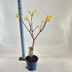 Edgeworthia chrysantha Gra Edgeworthia chrysantha 'Grandiflora' 80-90
(1 Plants/Order)(23cmP 110cmH)