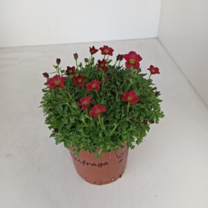 Saxifraga Touran Deep Saxifraga red
(8 Plants/Order)(12cmP 15cmH)