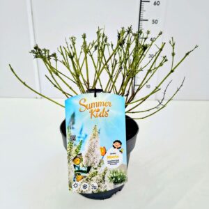 Buddleja Buddleja d. 'Summer Kids® Marie' C5
(1 Plants/Order)(23cmP 50cmH)