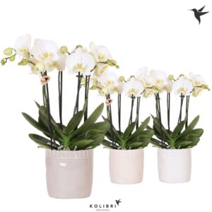 Phalaenopsis white more Ripsen Kolibri Orchids Phalaenopsis Jewel Ghent 4 spike in Stones Pot mix
(6 Plants/Order)(12cmP 40cmH)