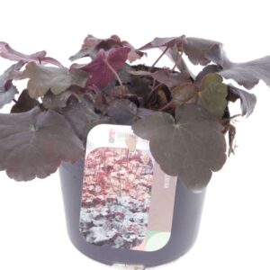Heuchera micrantha Palace Purple Heuchera micr. Palace Purple
(8 Plants/Order)(13cmP 15cmH)