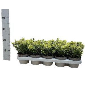 Euonymus japonicus Microphyllus Au Gold'
(10 Plants/Order)(12cmP 15cmH)