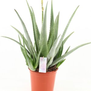 Aloe vera Aloe Vera P24 met BLOEM!!
(1 Plants/Order)(24cmP 80cmH)