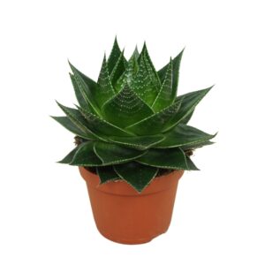 Aloe Cosmo Aloë Cosmo 10,5 cm plant
(10 Plants/Order)(10.5cmP 18cmH)