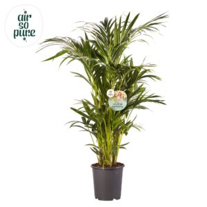 Howea forsteriana KENTIA - P27 H120 - 12PP - Air So Pure (Howea forsteriana)
(1 Plants/Order)(27cmP 120cmH)