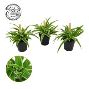 Chlorophytum Ocean Chlorophytum Ocean 5,5cm
(20 Plants/Order)(5.5cmP 10cmH)