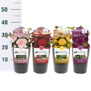 Rosa Rosa 'Mix Geur' - Struik - C3rp - Categorie 3
(6 Plants/Order)(19cmP 15cmH)