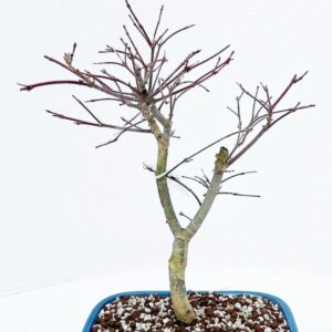 Acer palmatum Deshojo Acer palmatum deshojo, Pot 22cm.
(2 Plants/Order)(22cmP 40cmH)