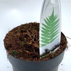 Matteuccia struthiopteris Matteuccia struthiopteris ES15 1,7l
(6 Plants/Order)(15cmP 607cmH)