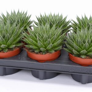 Aloe Magic Aloe aristata magic 12
(6 Plants/Order)(12cmP 15cmH)