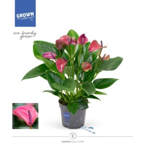 Anthurium Karma Purple Anthurium - KARMA Purple | 12cm
(4 Plants/Order)(12cmP 43cmH)
