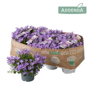 Campanula Ambella Lavender Campanula Ambella® Lavender
(8 Plants/Order)(12cmP 17cmH)