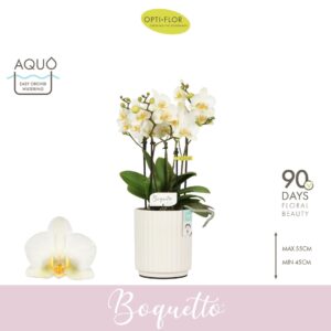 Phalaenopsis Multiflora Boquetto Beauty 3-5 spike in Molise White Aquo
(6 Plants/Order)(12cmP 45cmH)