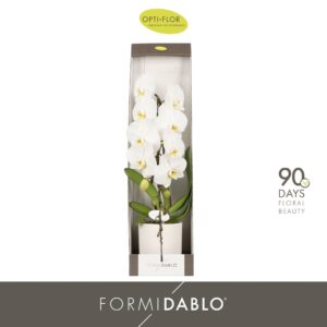 Phalaenopsis white more Ripsen Formidablo Niagara Falls in Lazio White Showdoos
(1 Plants/Order)(12cmP 70cmH)