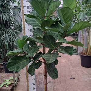 Ficus lyrata Ficus Lyrata stam 230
(1 Plants/Order)(33cmP 230cmH)