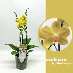 Phalaenopsis La Paz 3-40 (GROEN)
(10 Plants/Order)(12cmP 40cmH)