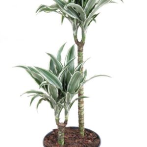 Dracaena White Jewel Dracaena White Jewel 45-15
(1 Plants/Order)(19cmP 90cmH)