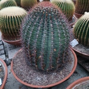 Cactus Ferocactus 70 cm
(1 Plants/Order)(70cmP 80cmH)