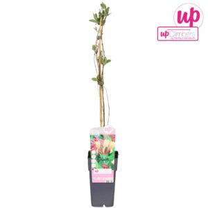 Lonicera Goldflame Lonicera heckrottii Goldflame P15
(10 Plants/Order)(15cmP 65cmH)