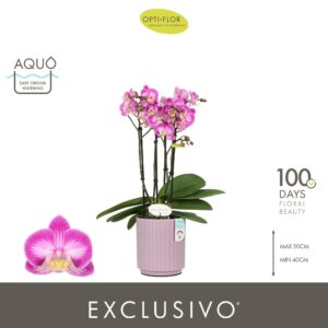 Phalaenopsis Multiflora Exclusivo Cupido 4 spike in Lilac Molise Aquo
(6 Plants/Order)(12cmP 45cmH)