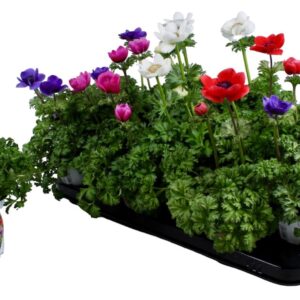 Anemone coronaria Harmony mixed Anemone Coronaria Harmony mix in Tray
(12 Plants/Order)(10.5cmP 22cmH)