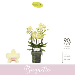 Phalaenopsis Multiflora Boquetto Sensation 3-5 spike
(12 Plants/Order)(12cmP 35cmH)