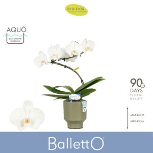 Phalaenopsis white more Ripsen Balletto Wing 1 spike in Emilia Green Aquo
(6 Plants/Order)(12cmP 45cmH)