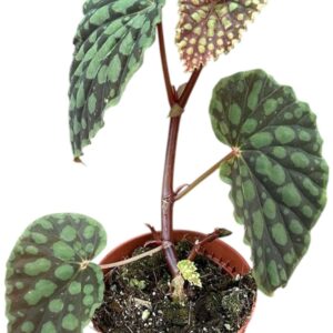 Begonia Begonia Chlorosticta
(14 Plants/Order)(8cmP 12cmH)