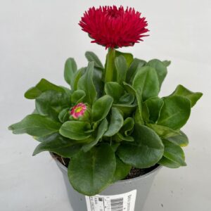Bellis perennis Roggl Bellis Roggli red p9
(24 Plants/Order)(9cmP 20cmH)