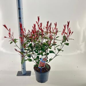 Photinia fraseri Photinia fraseri 'Carré Rouge'
(1 Plants/Order)(23cmP 50cmH)