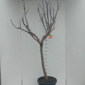 Ficus carica Ficus carica
(1 Plants/Order)(45cmP 200cmH)