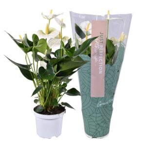 Anthurium (Andreanum Grp) Cocos Anthurium Cocos "Just Perfection" (XL Flowers)
(7 Plants/Order)(14cmP 50cmH)