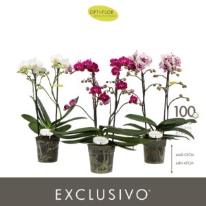 Phalaenopsis Multiflora Optimost & Exclusivo mix 2 spike
(10 Plants/Order)(12cmP 45cmH)