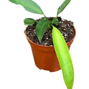 Anthurium Leaf Anthurium Wendlingeri
(14 Plants/Order)(8cmP 10cmH)